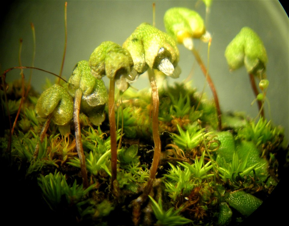 asterella_californicajpg_49385549281_o