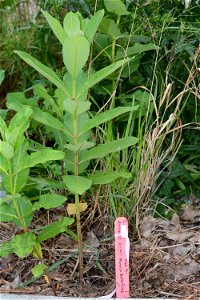 Milkweed photo