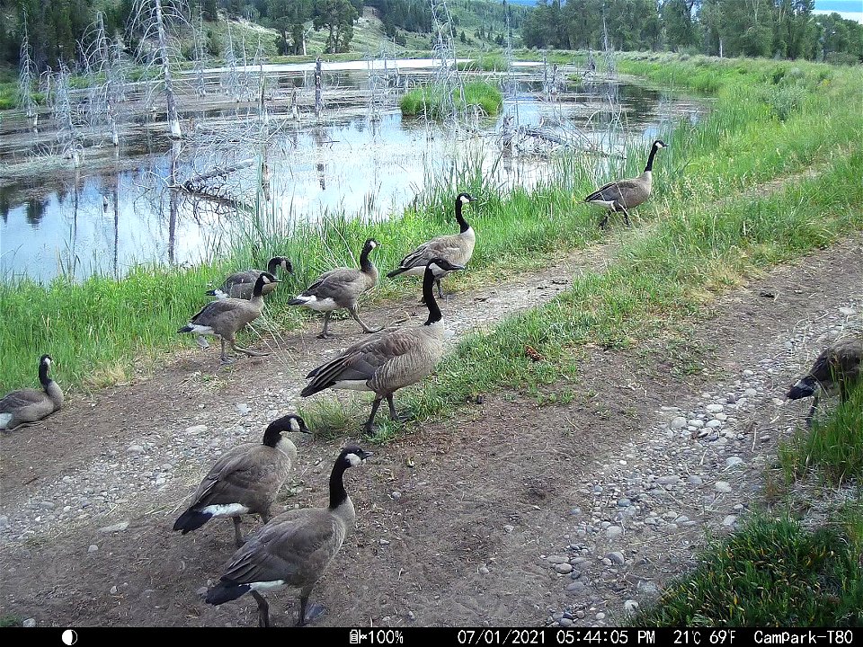 A Gaggle of Geese