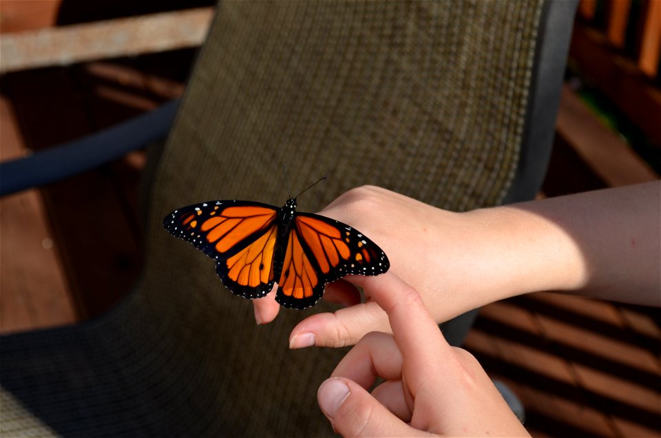 Passing the monarch photo