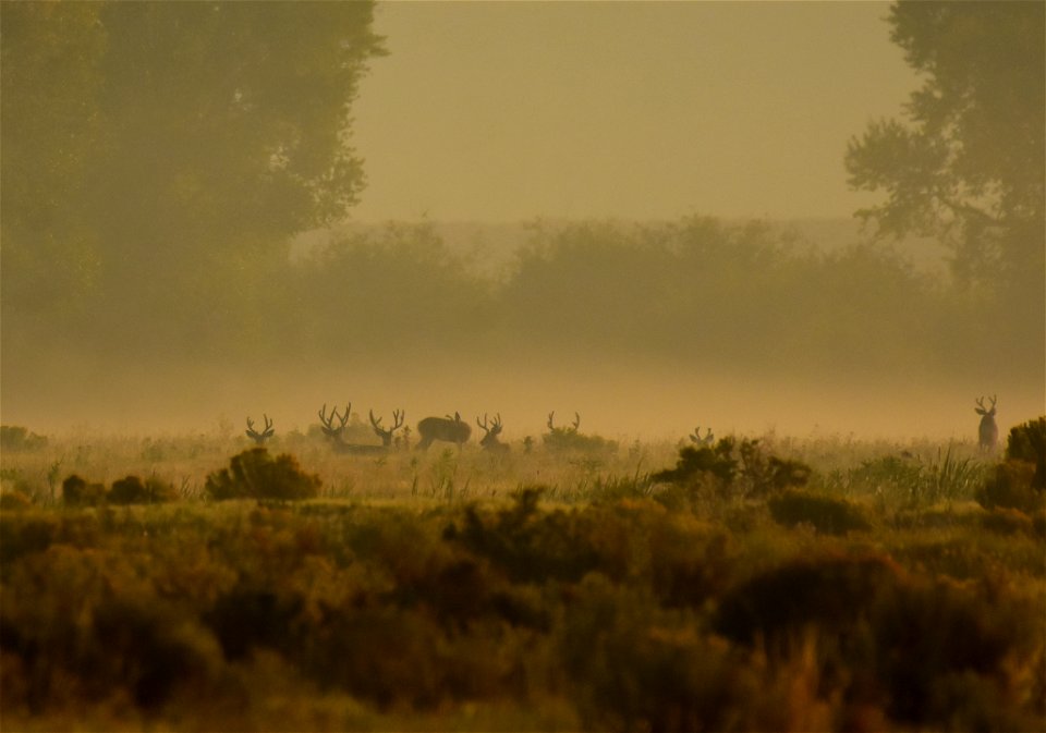 Mule deer at Seedskadee National Wildlife Refuge