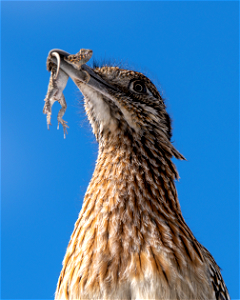 Greater Roadrunner Catches a Western Side-blotched Lizard photo