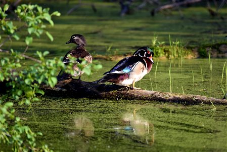Wood ducks photo