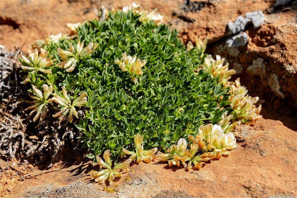 Trifolium barnebyi
