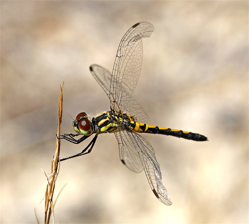PENNANT, ORNATE (Celithemis ornata) (05-12-2023) sandhills gamelands, moore co, nc -04 female or imm male