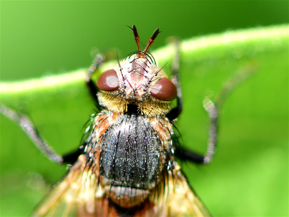 Bristle or Tachinid fly (Peleteria iterans)  at Seedskadee NWR Wyoming