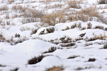 Greater sage-grouse on Seedskadee National Wildlife Refuge