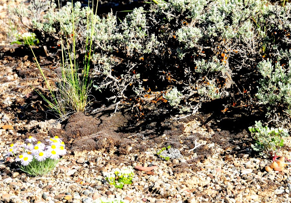 Biological Soil Crust at Seedskadee National Wildlife Refuge Wyoming