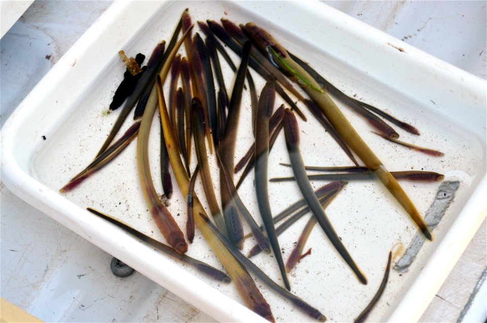 Lamprey sample photo