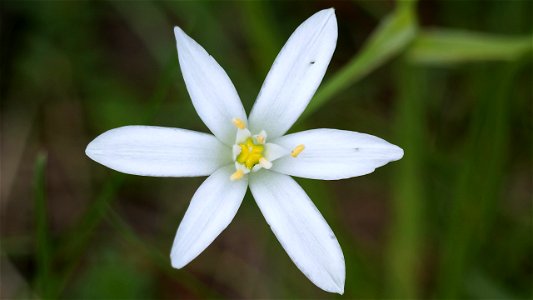 Dolden-Milchstern (Ornithogalum umbellatum)