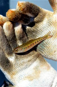 Juvenile rainbow trout parr photo