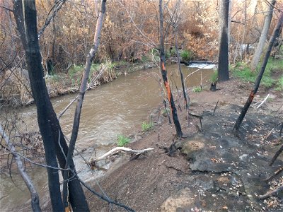 Burned riparian vegetation