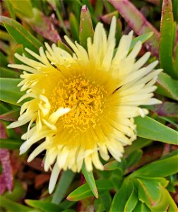 Carpobrotus edulis (Hottentot Fig) (04-15-2022) crescent city, del norte co, ca -01