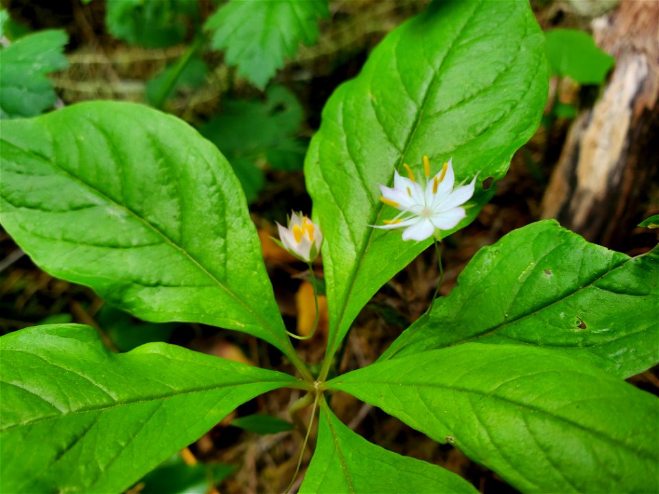 Pacific starflower along the Old Sauk Trail, Mt. Baker-Snoqualmie National Forest. Photo by Anne Vassar May 17, 2021.