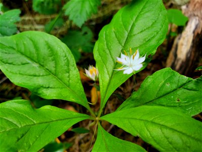 Pacific starflower along the Old Sauk Trail, Mt. Baker-Snoqualmie National Forest. Photo by Anne Vassar May 17, 2021.