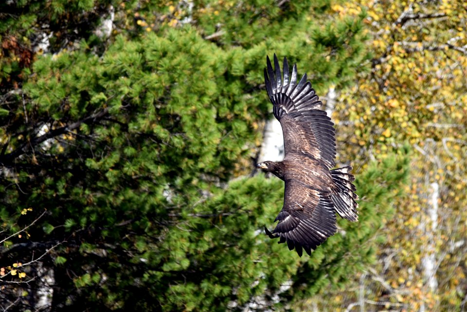 Juvenile bald eagle in flight photo