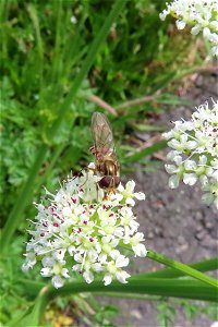 Hoverfly