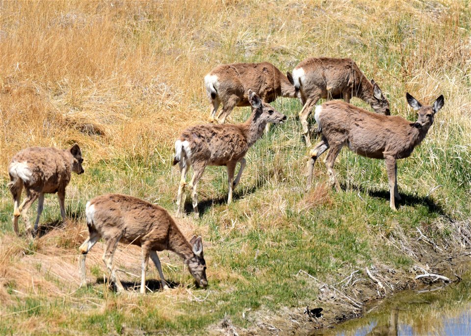 Mule deer at Seedskadee National Wildlife Refuge