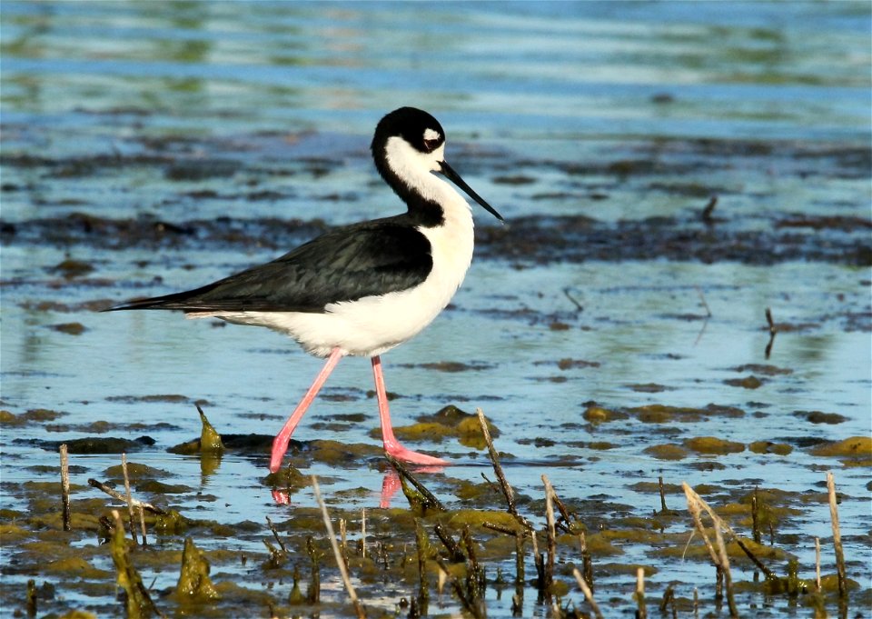 Black-Necked Stilt Huron Wetland Management District South Dakota