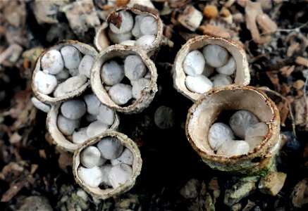 Bird nest fungi. photo