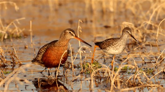 Hudsonian Godwit and Greater Yellowlegs Huron Wetland Management District