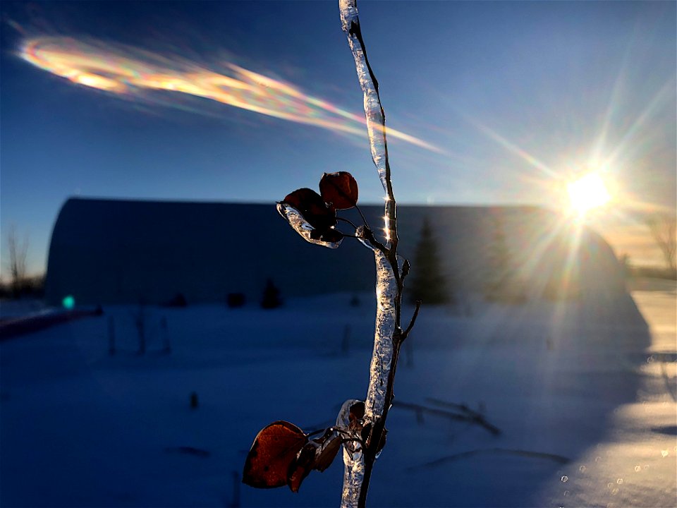 An Aspen Meditates on Summer Memories