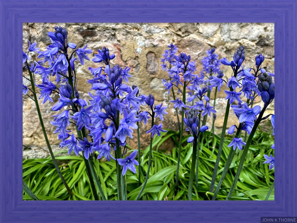 Bluebells