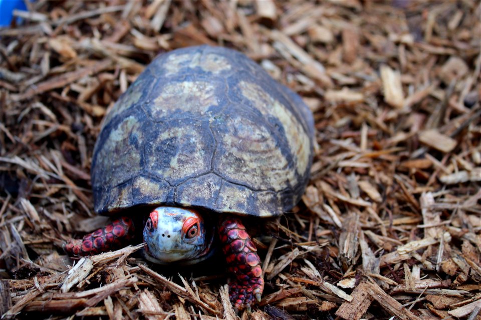 Mexican Box Turtle
