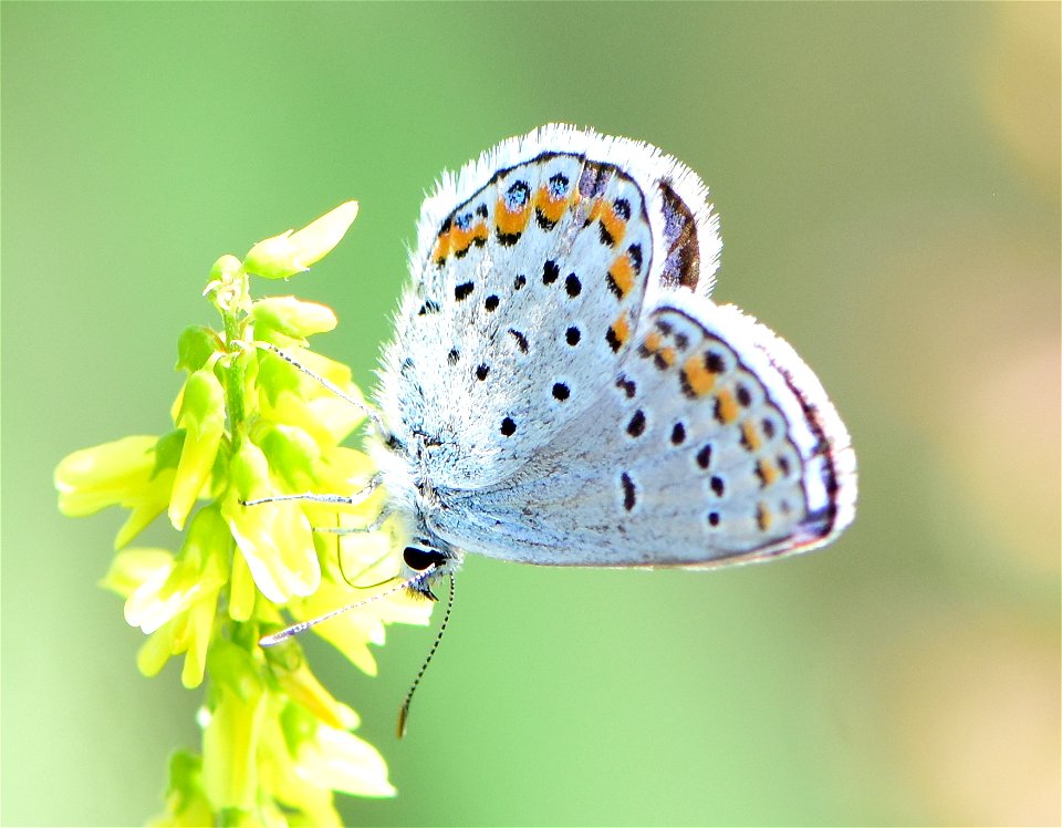 Melissa blue butterfly (Plebejus melissa at Seedskadee National Wildlife Refuge Wyoming