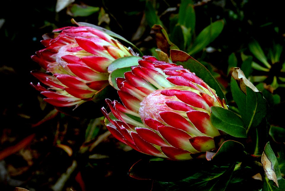 Proteas.