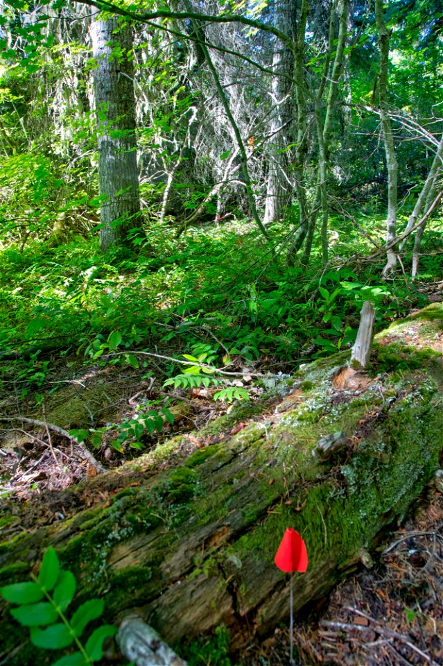 O-Mt Hood OHV Trail
