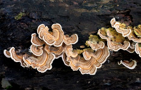 Turkey tails ( Trametes versicolor)