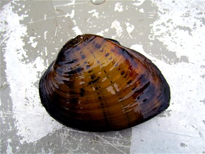 Butterfly Mussel (Ellipsaria lineolata) photo