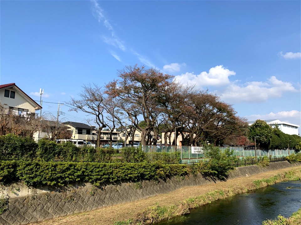 Kurome River in Nobidome, Higashikurume-shi in November