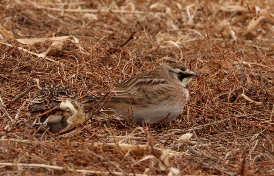 Female Horned Lark Huron Wetland Management District