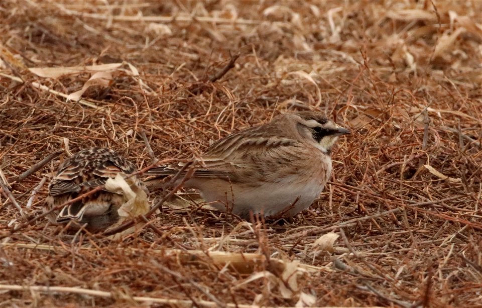 Female Horned Lark Huron Wetland Management District photo