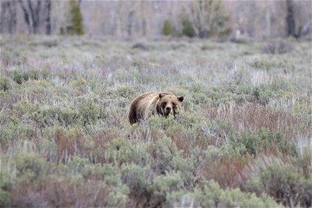 Grizzly Bear in Sagebrush photo