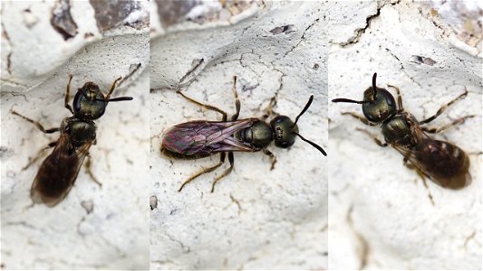 Lasioglossum morio-Gruppe (Dunkelgrüne Gold-Schmalbiene)