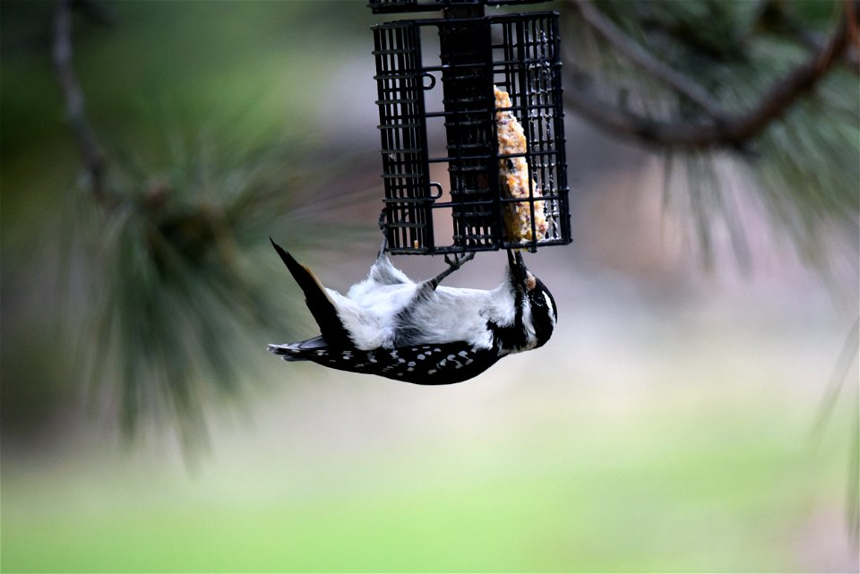 Hairy woodpecker