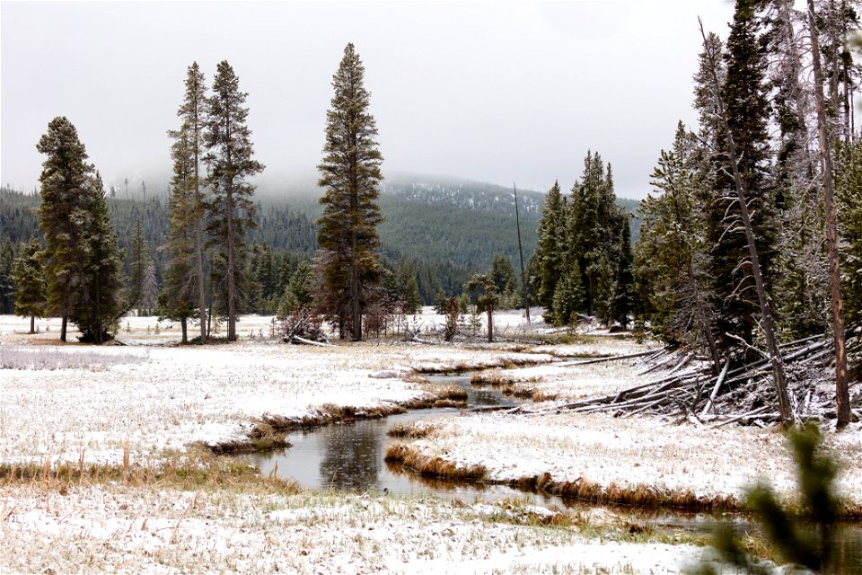 Fresh spring snow on Obsidian Creek