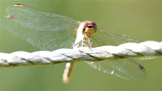 Sympetrum striolatum (Große Heidelibelle), Weibchen