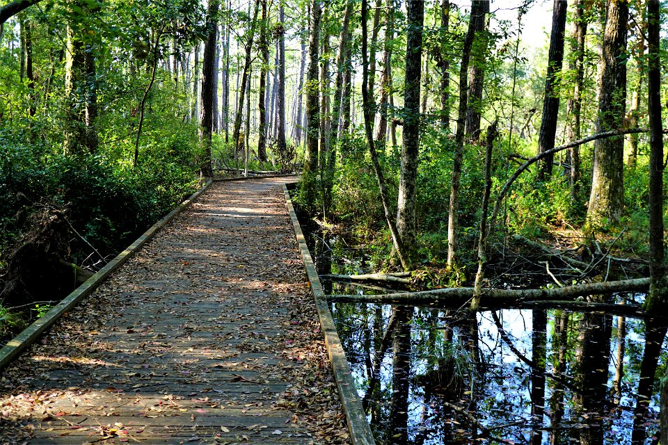 scene flytrap trail Carolina Beach SP KG (2)