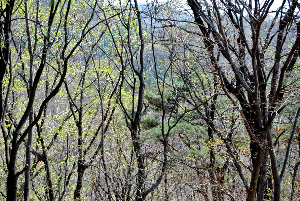 Taejosan Mountain