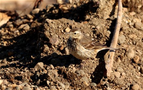 American Pipit Huron Wetland Management District