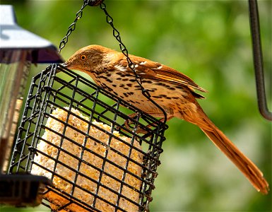 Day 179 - Hungry Brown Thrasher photo