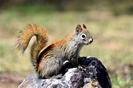 One-eyed red squirrel