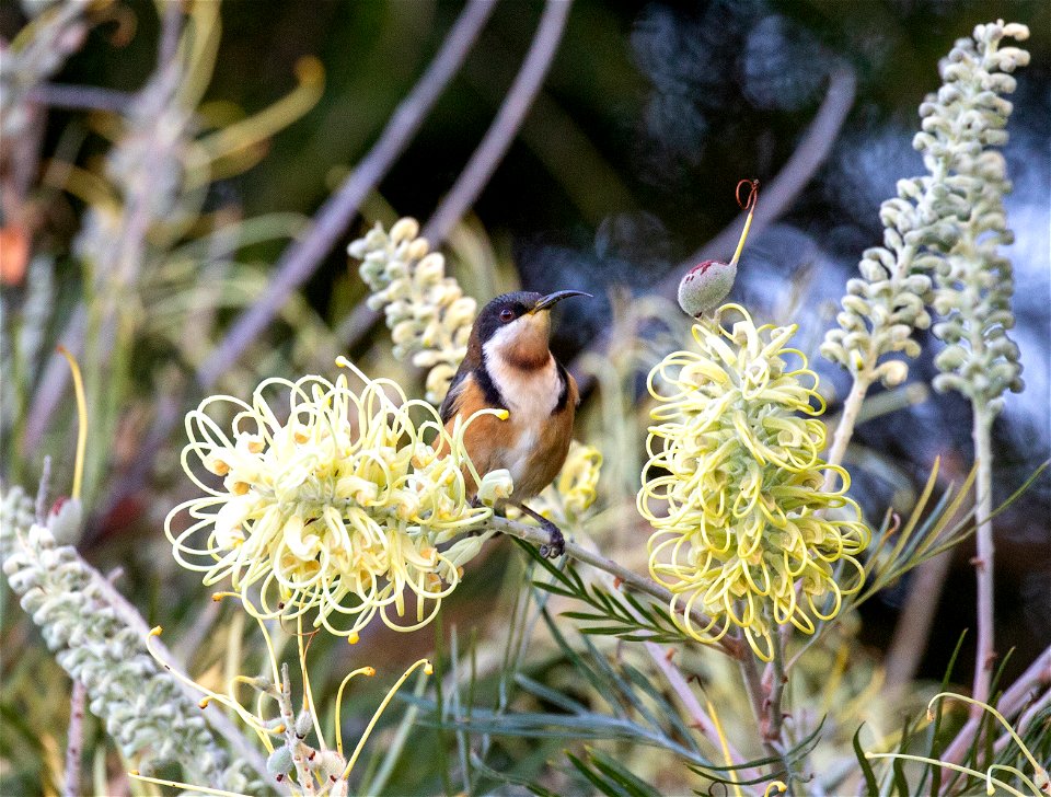Eastern spinebill honeyeater