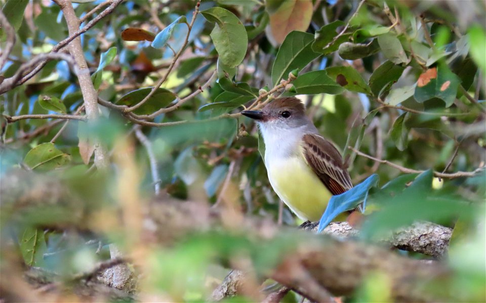 Brown-crested Flycatcher