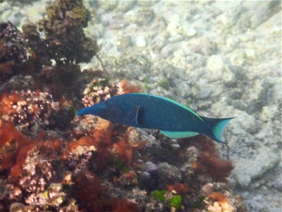Gomphosus caeruleus 9