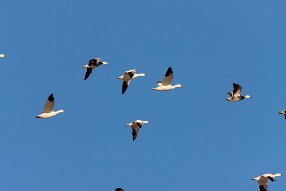 Light Goose Migration Huron Wetland Management District